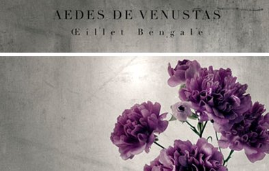 Aedes de Venustas Oeillet Bengale, brand image
