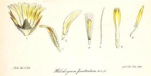 Helichrysum prostratum