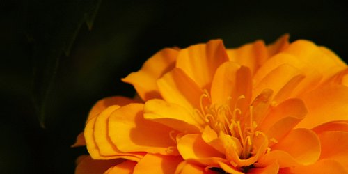 Chrysanthemum