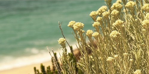 Immortelle