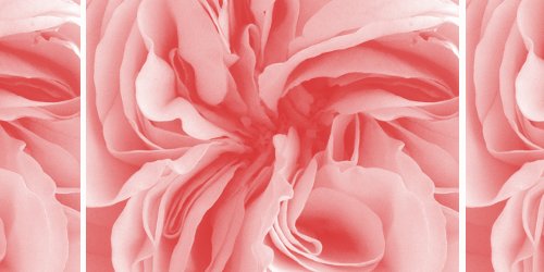 Pink rose