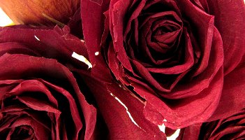 aged roses