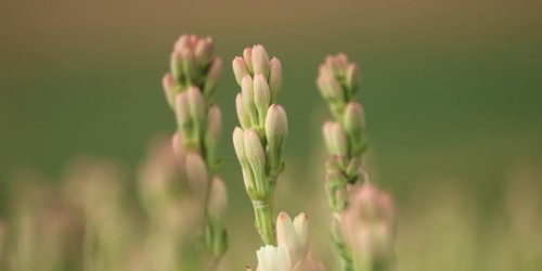 tuberose