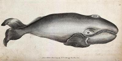 whale